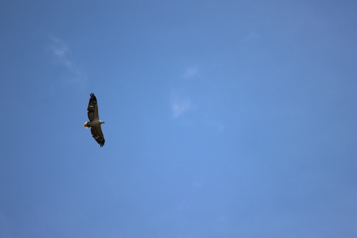 White-bellied Sea-Eagle - ML647385986