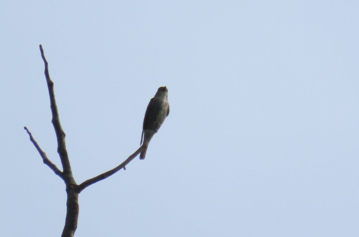 tyranovec severský - ML647385991