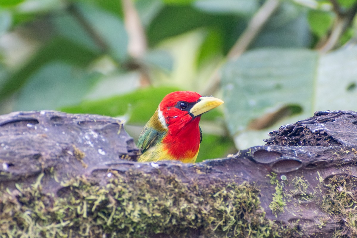 Red-headed Barbet - ML647386009