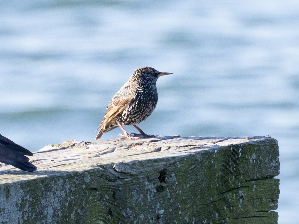 Шпак звичайний - ML647386010