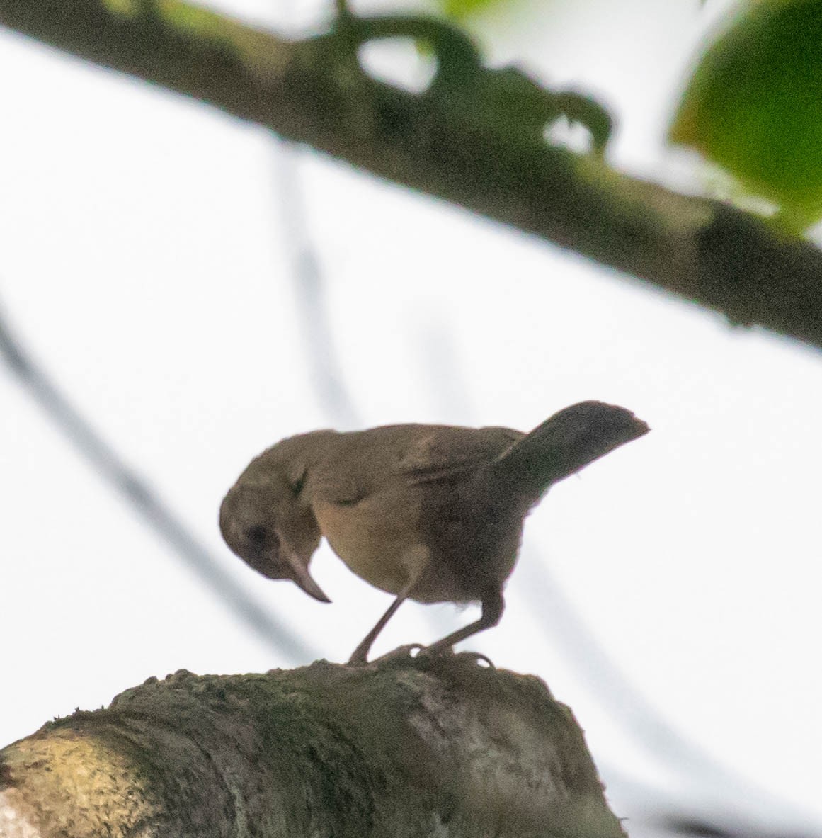 Southern House Wren - ML647386013