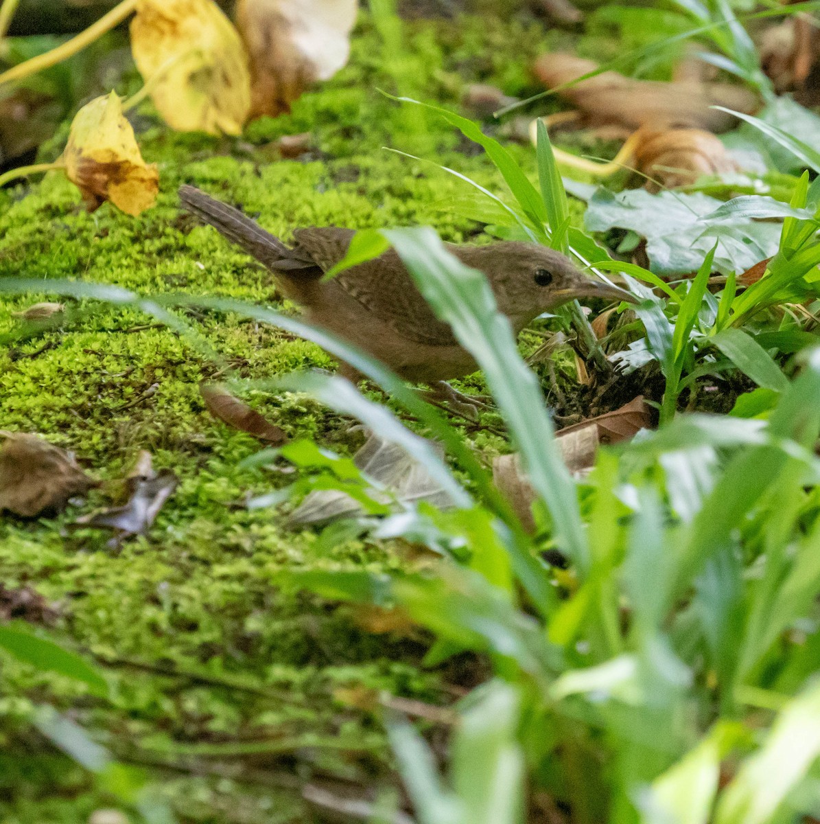 Southern House Wren - ML647386014
