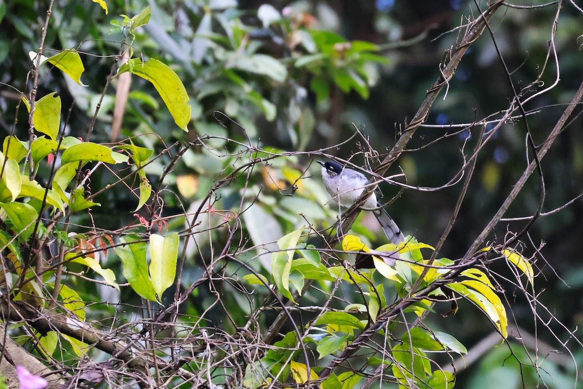 Black-headed Sibia (Lang Bian) - ML647386024