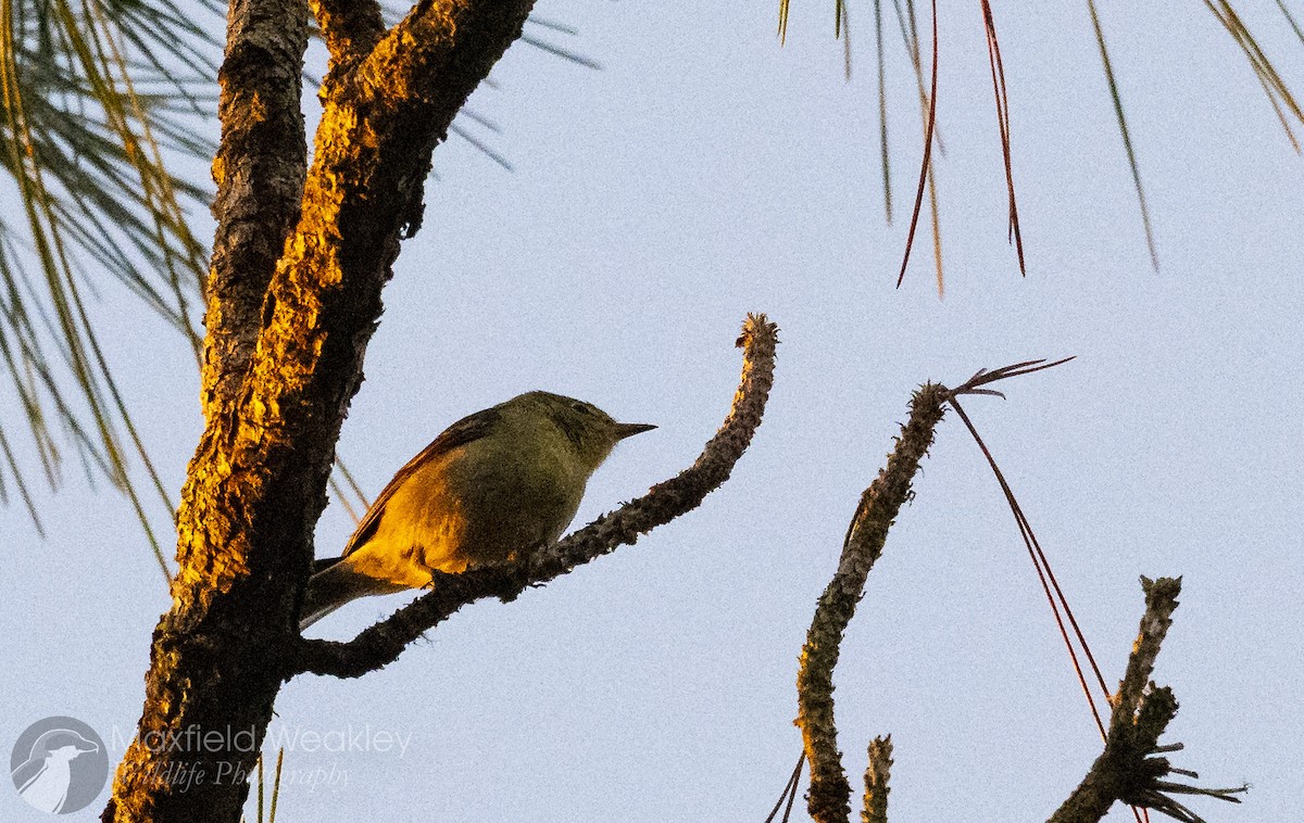 Pine Warbler - ML647386041