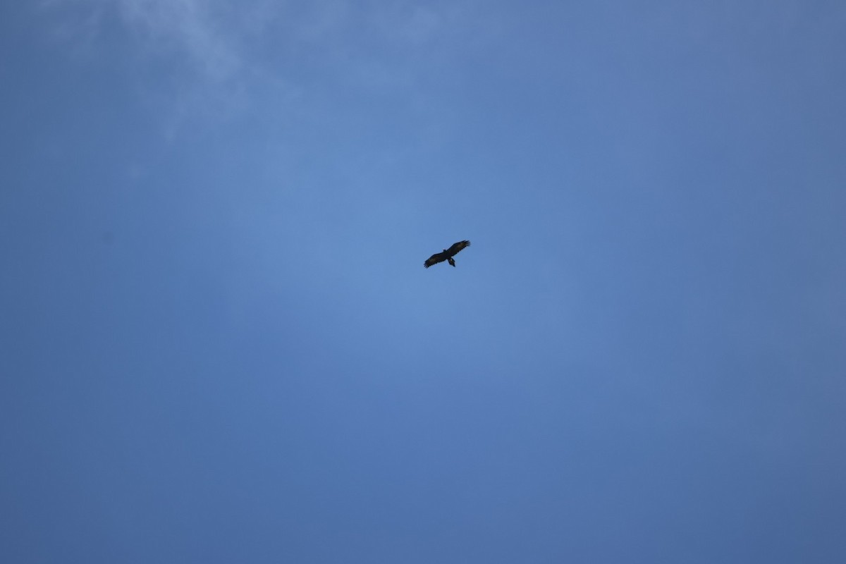 Wedge-tailed Eagle - ML647386045