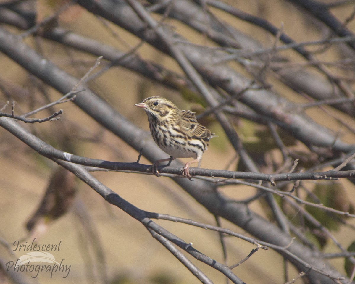 Chingolo Sabanero - ML647386056