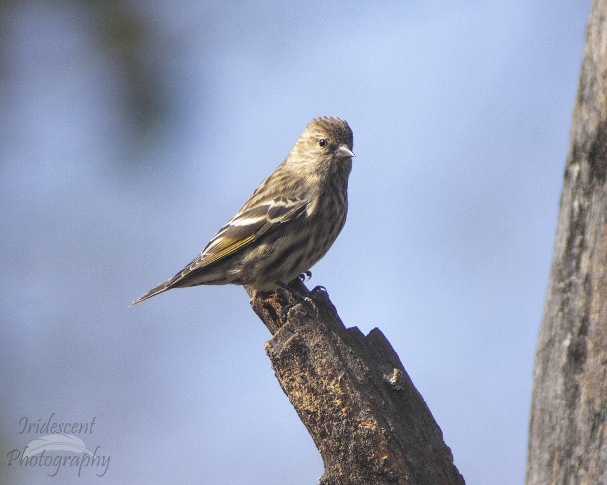 Pine Siskin - ML647386070