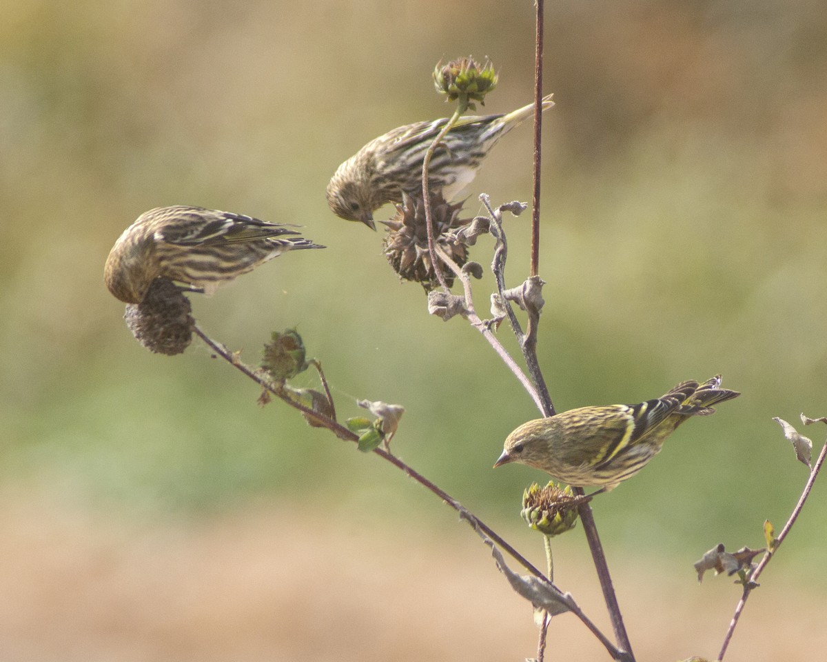 Pine Siskin - ML647386071