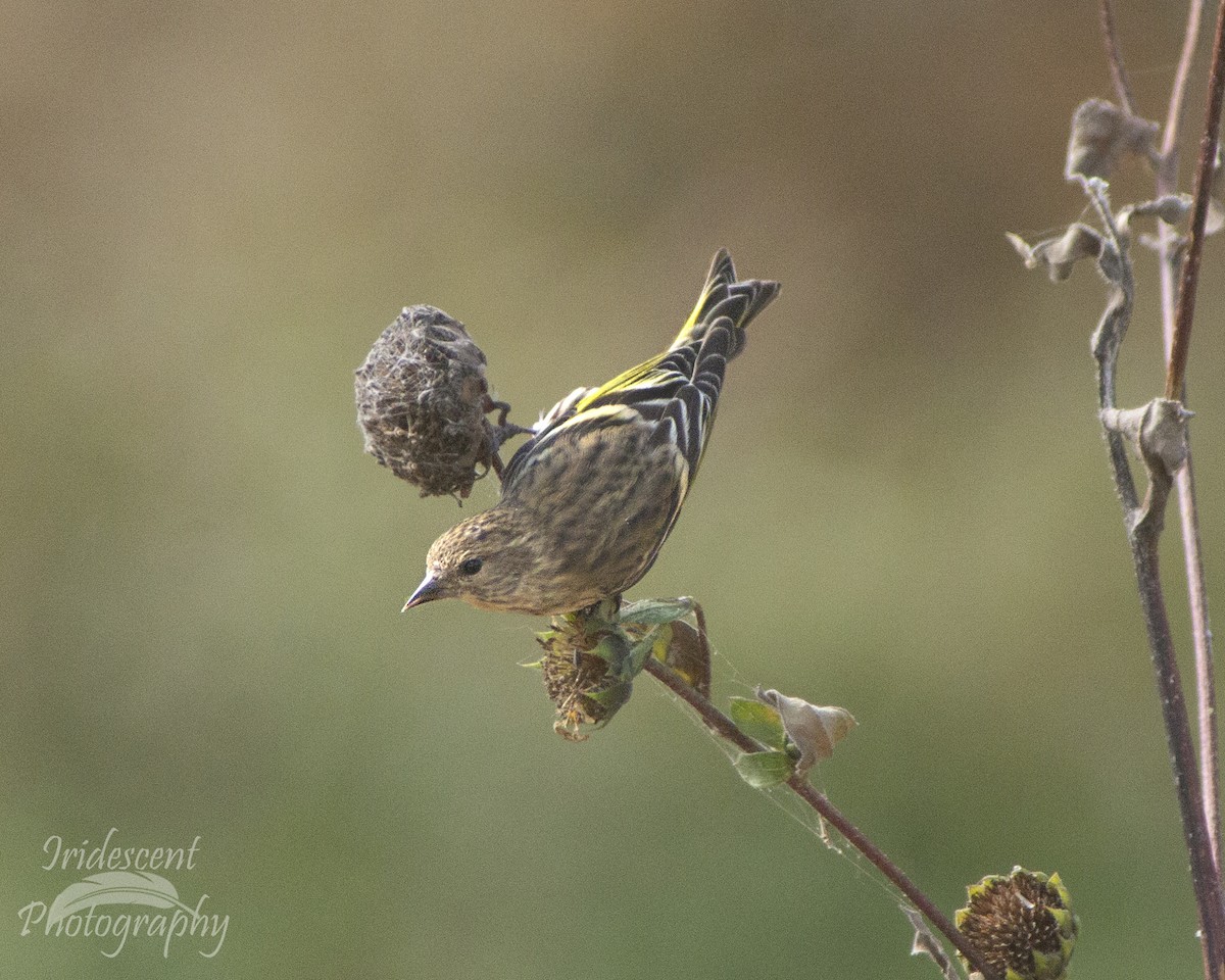 Pine Siskin - ML647386072