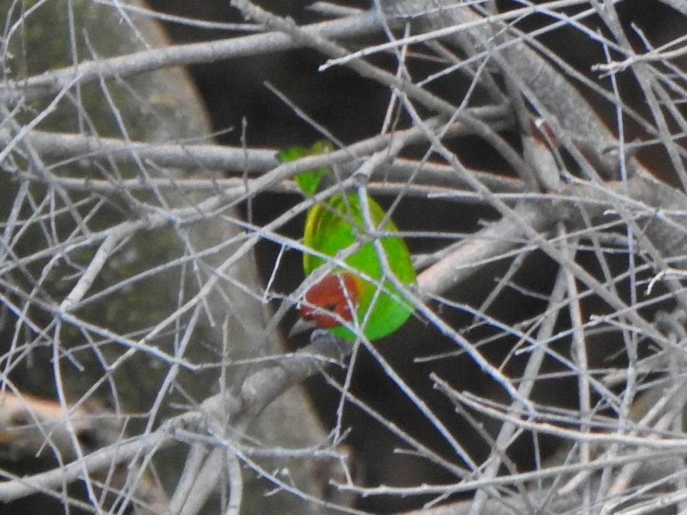 Calliste rouverdin - ML647386076