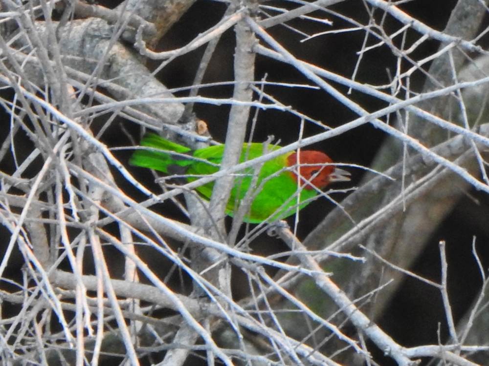 Calliste rouverdin - ML647386077