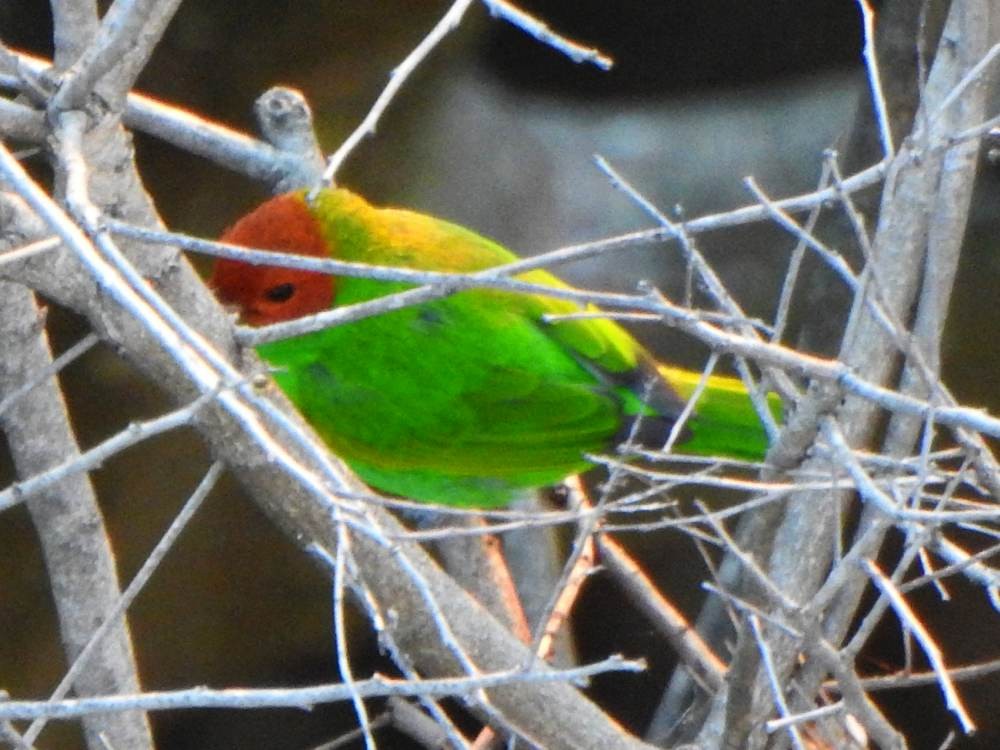 Calliste rouverdin - ML647386078