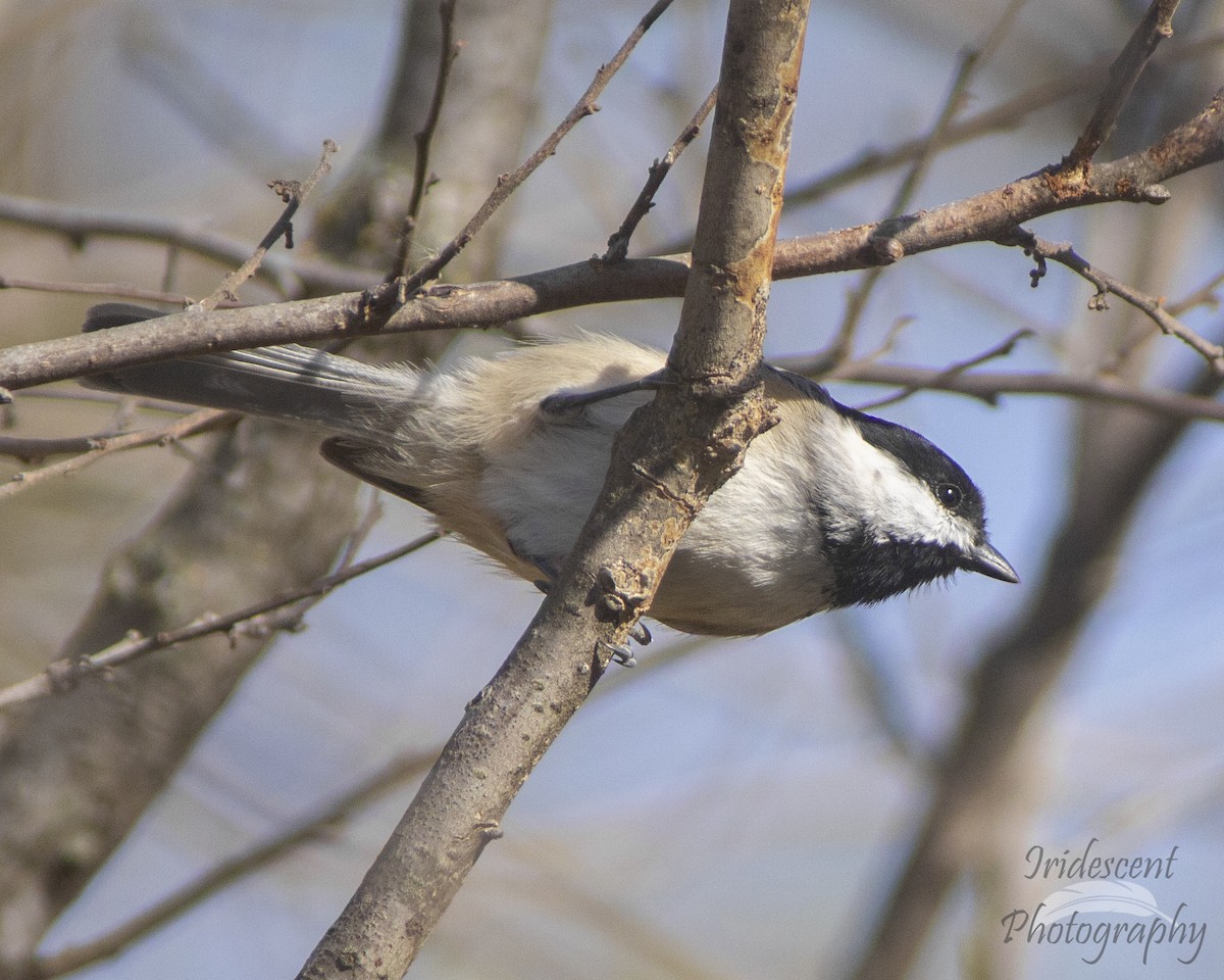Carolina Chickadee - ML647386079