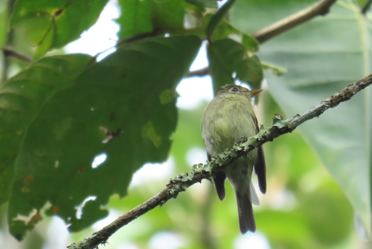 Yellow-bellied Flycatcher - ML647386087