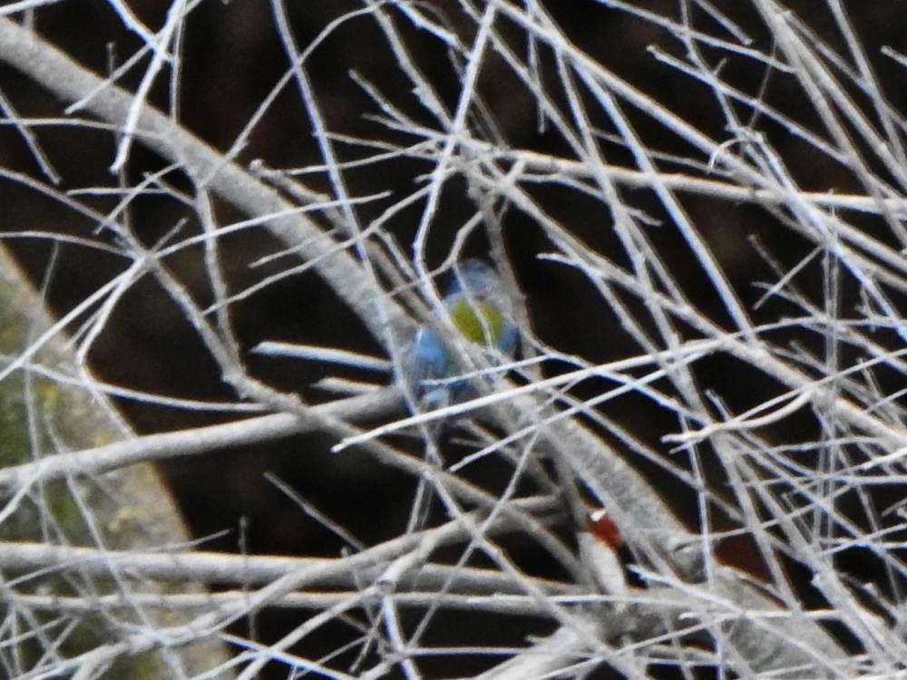 Tropical Parula - ML647386097