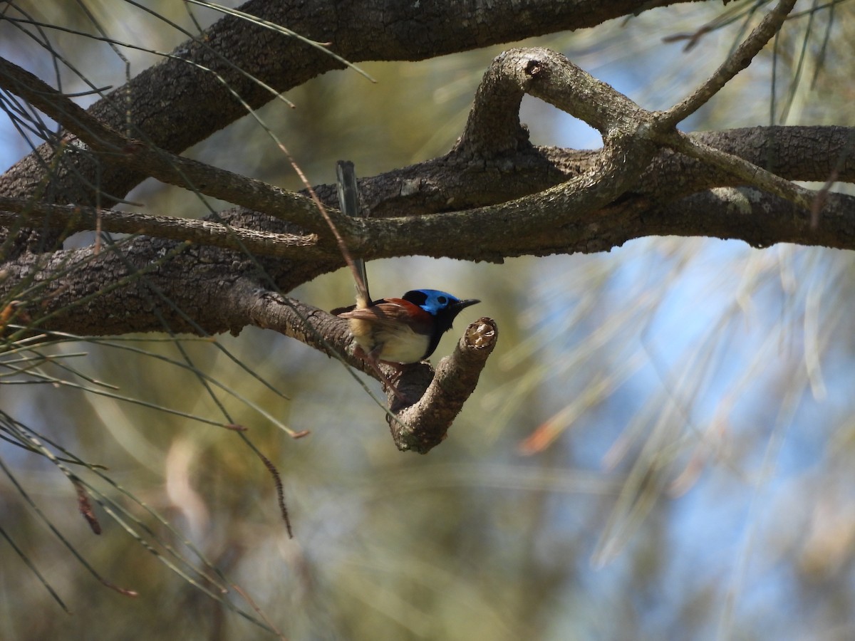 Variegated Fairywren - ML647386099