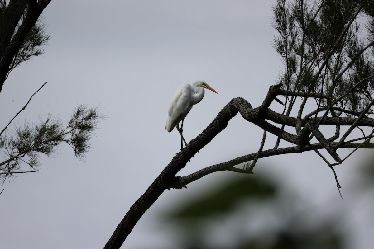 Great Egret - ML647386102