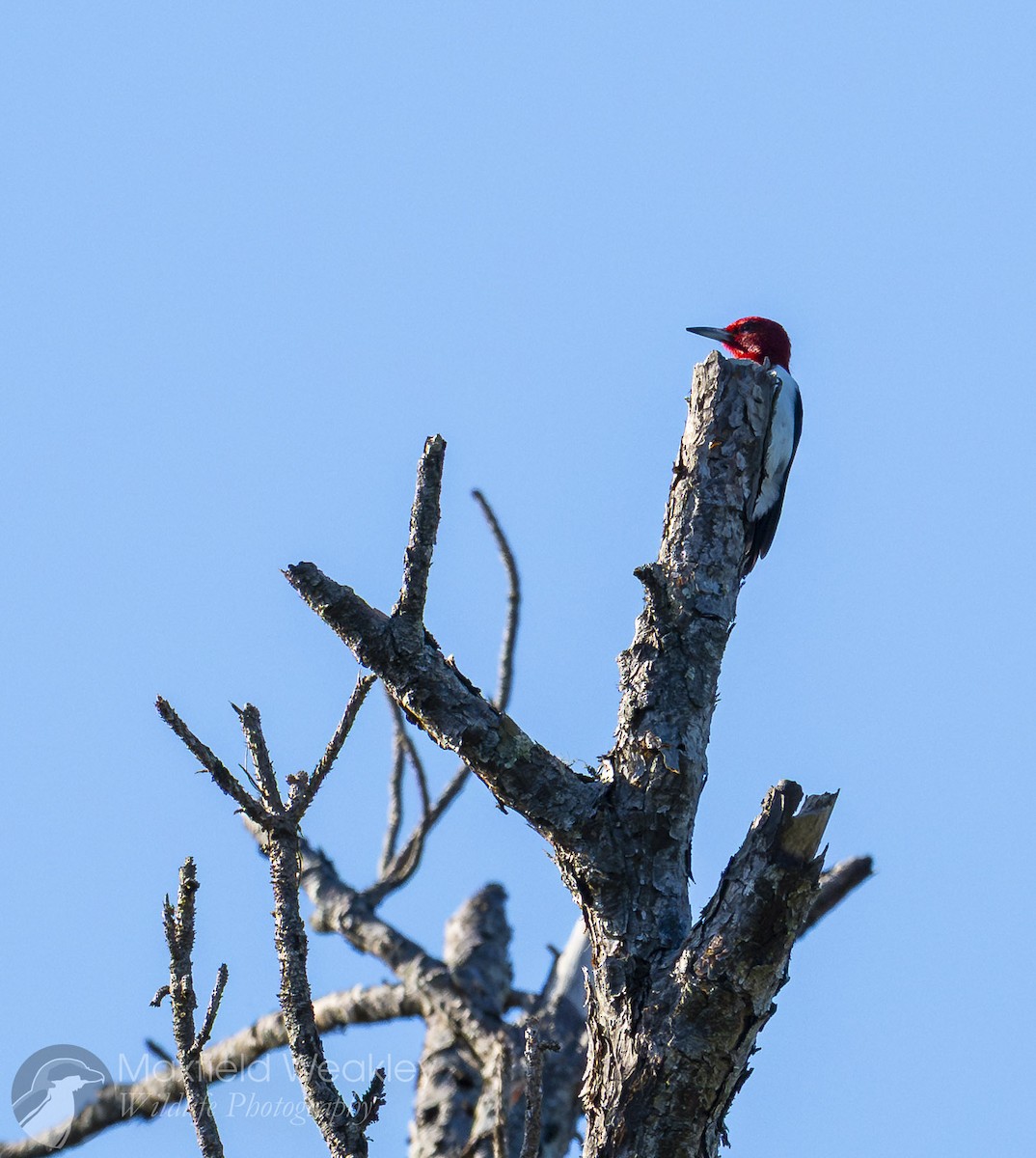 Red-headed Woodpecker - ML647386107