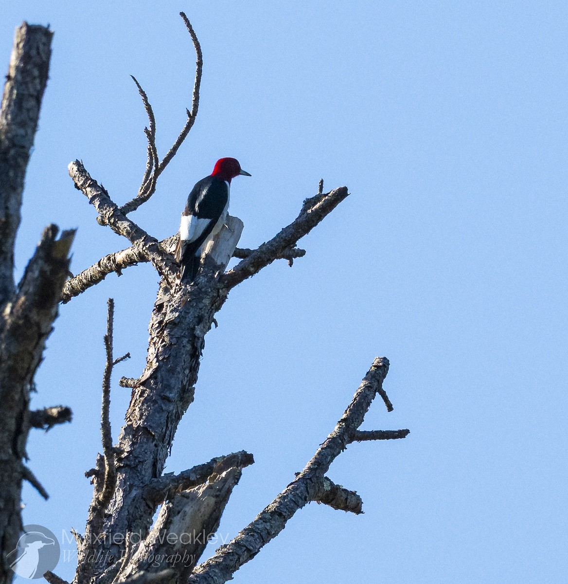 Red-headed Woodpecker - ML647386108
