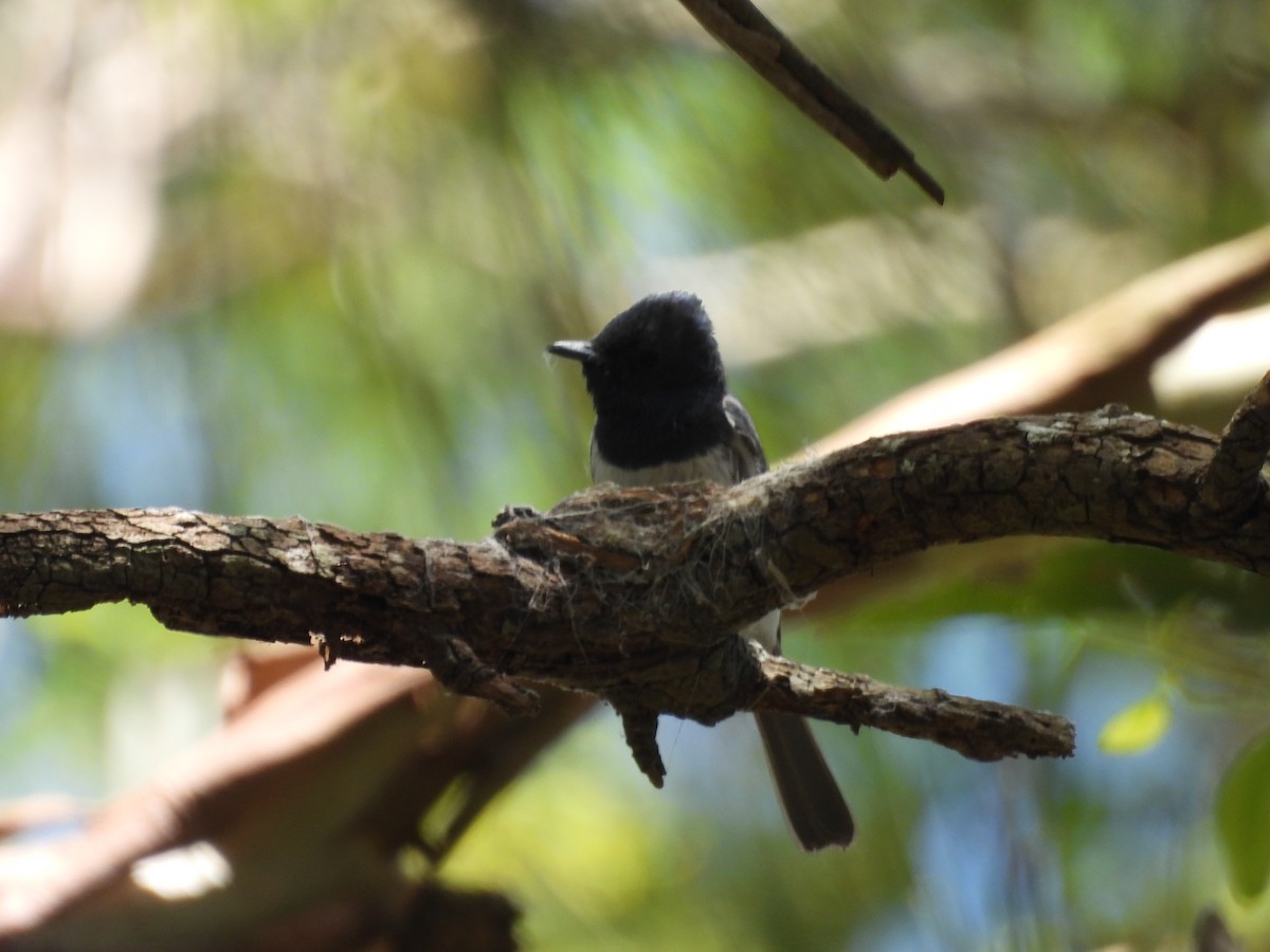 Leaden Flycatcher - ML647386115