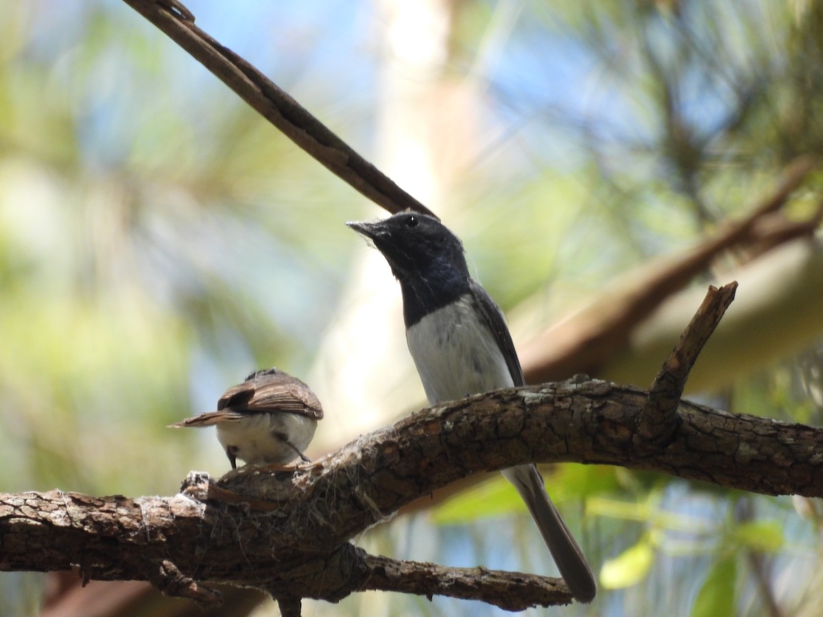 Leaden Flycatcher - ML647386116