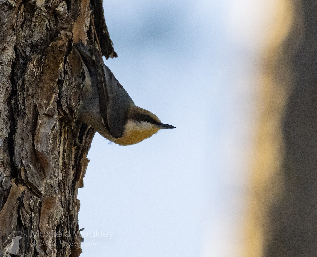 Brown-headed Nuthatch - ML647386122