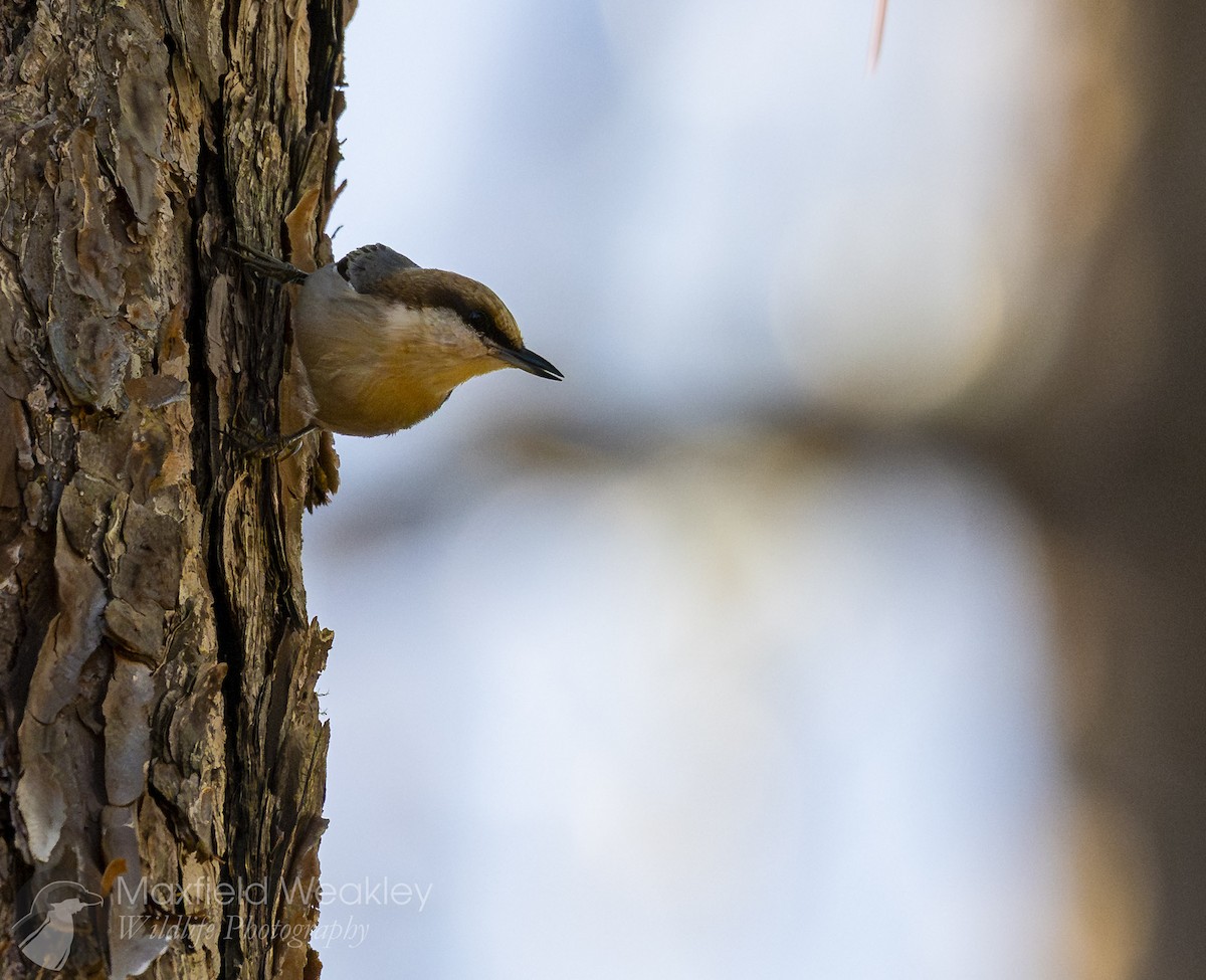 brhlík hnědohlavý - ML647386123