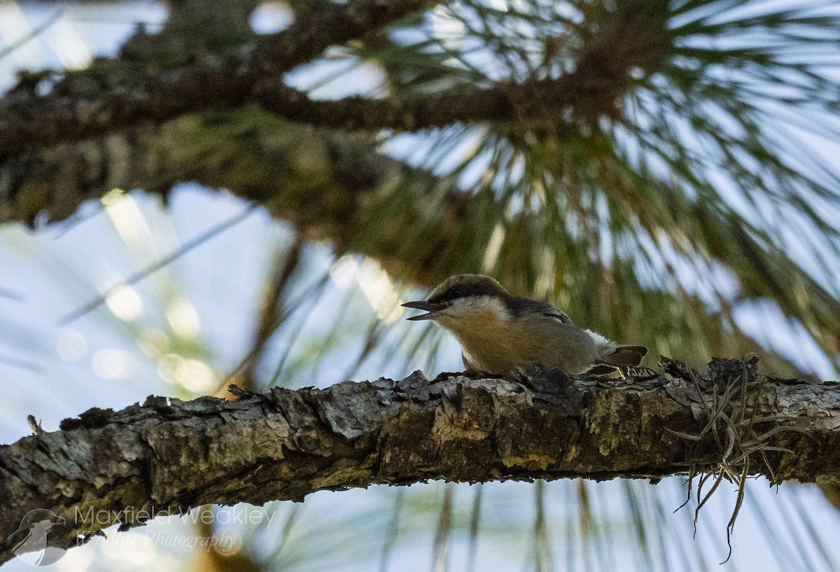 brhlík hnědohlavý - ML647386124