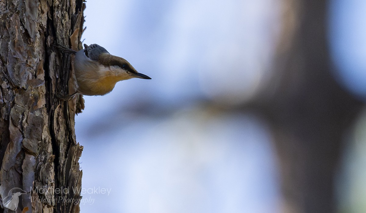 Brown-headed Nuthatch - ML647386125