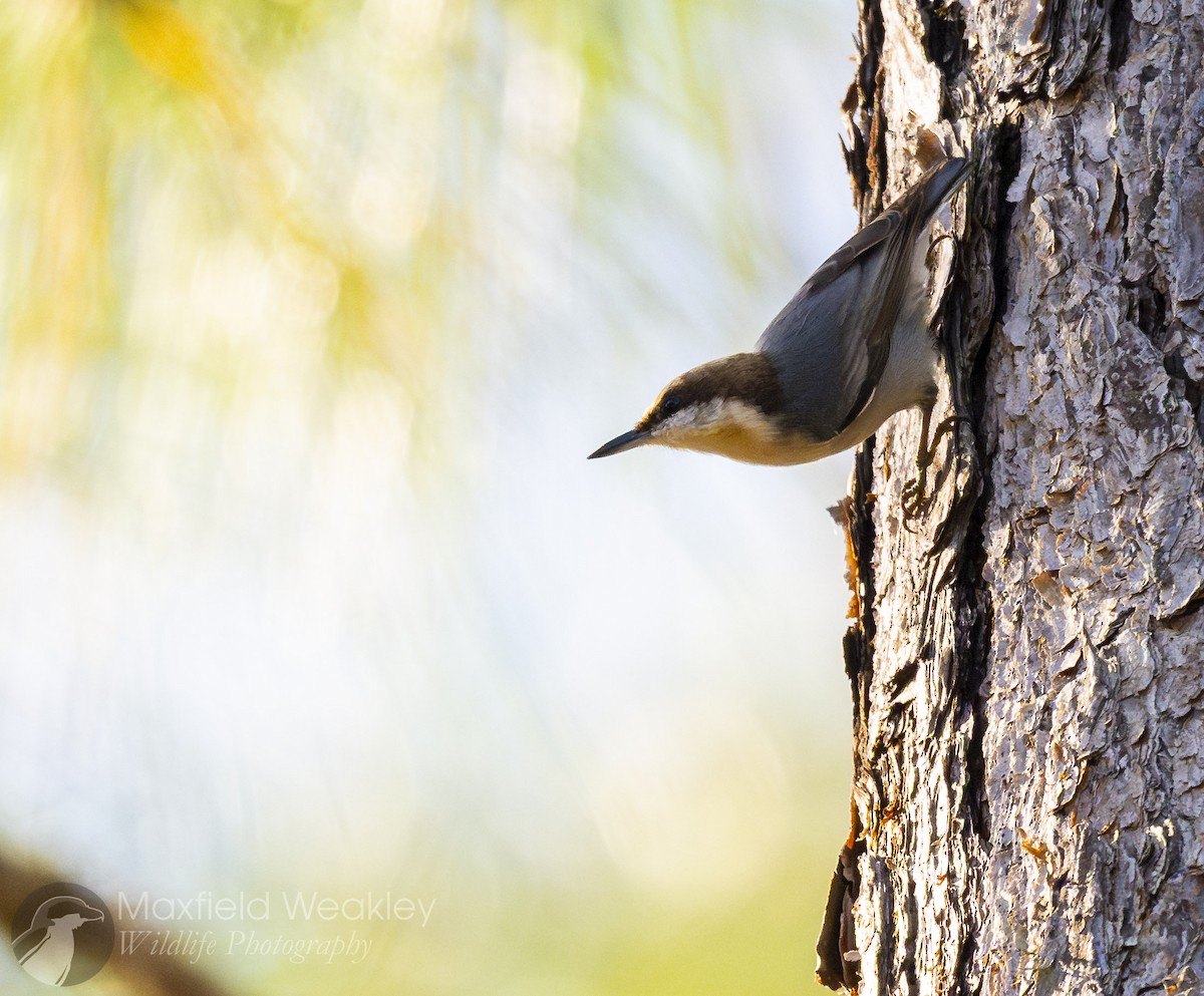 brhlík hnědohlavý - ML647386126