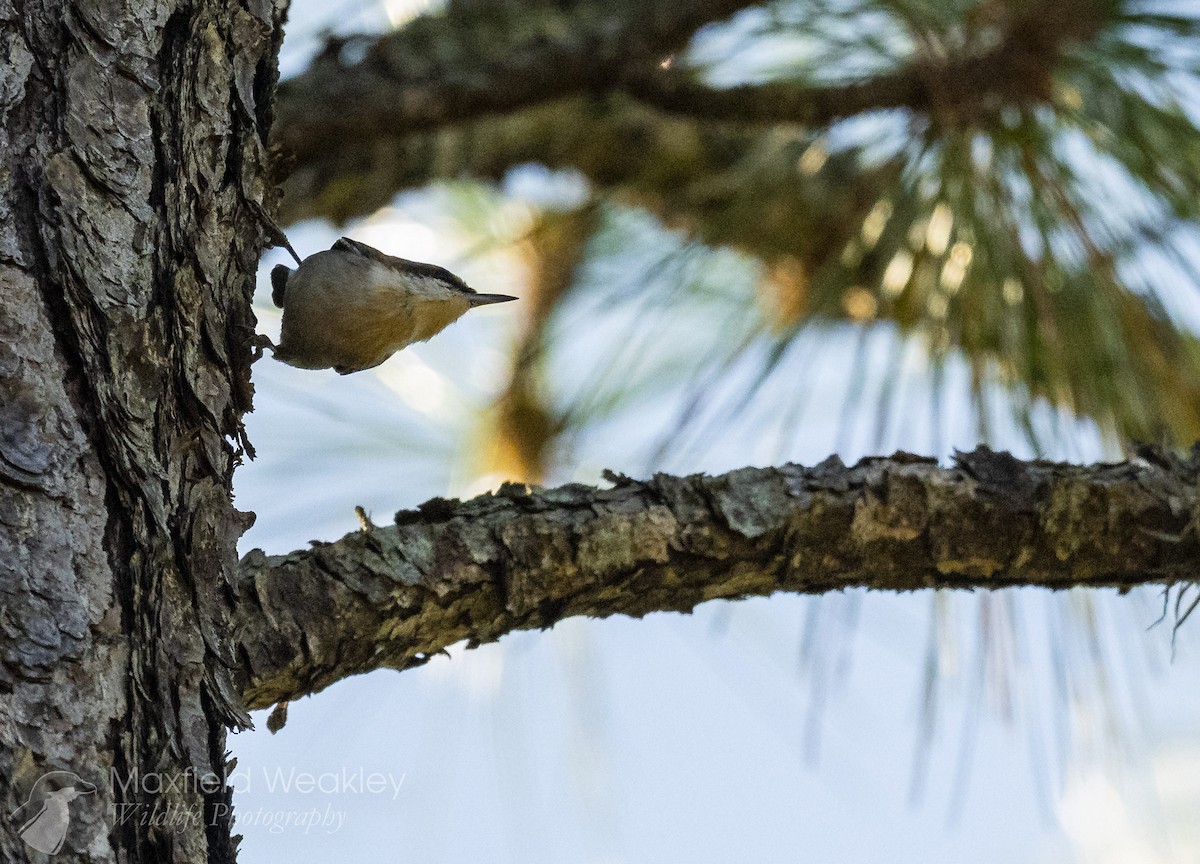 brhlík hnědohlavý - ML647386127