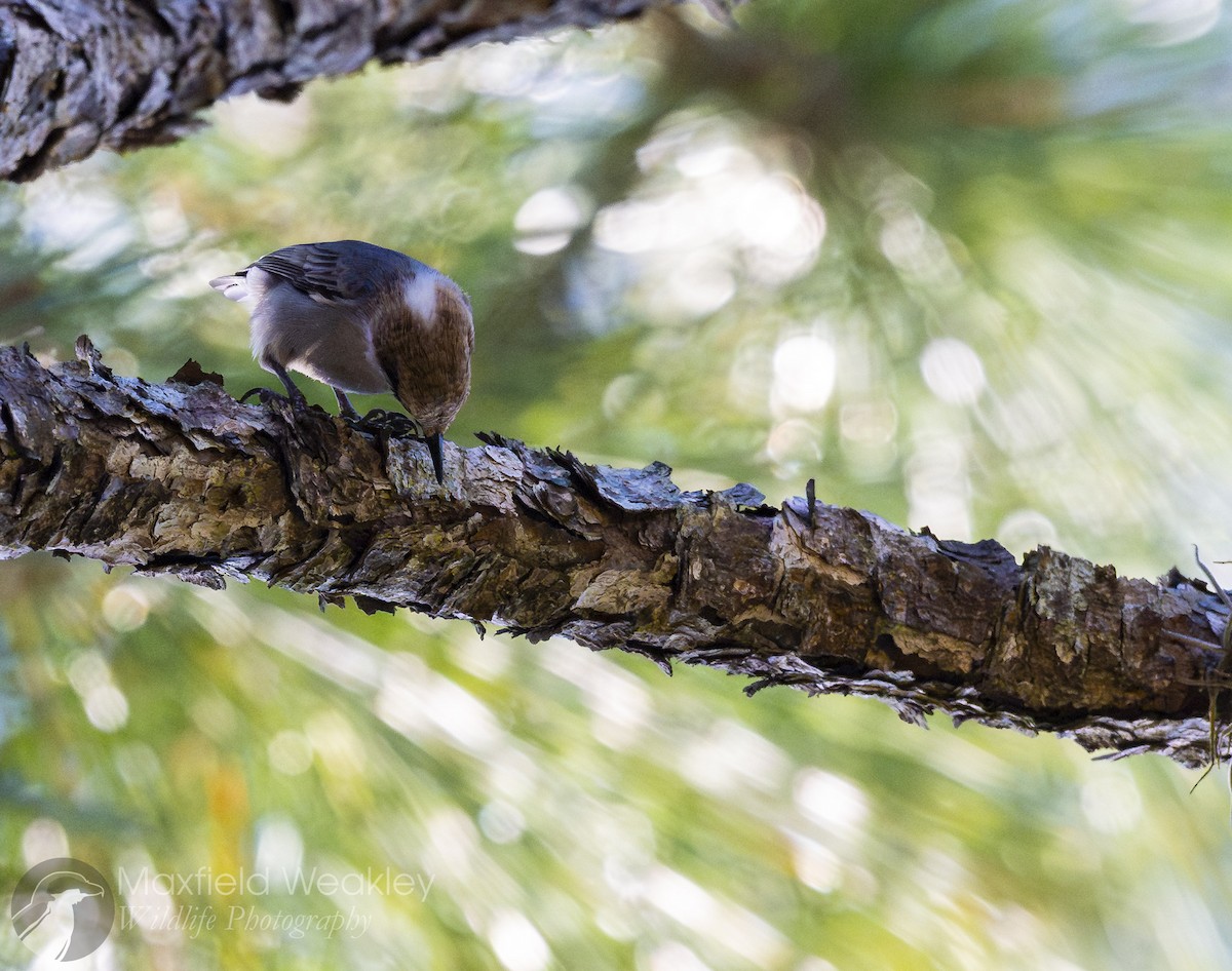 brhlík hnědohlavý - ML647386128