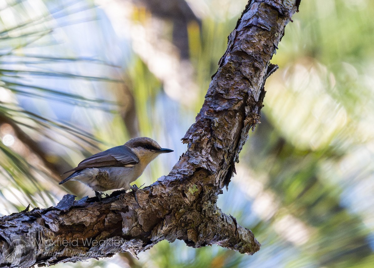brhlík hnědohlavý - ML647386129