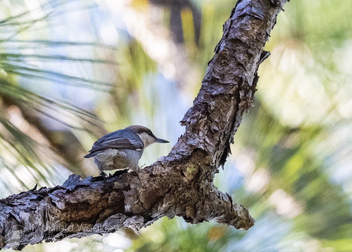 brhlík hnědohlavý - ML647386130