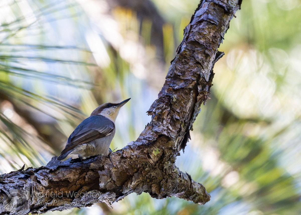 brhlík hnědohlavý - ML647386131