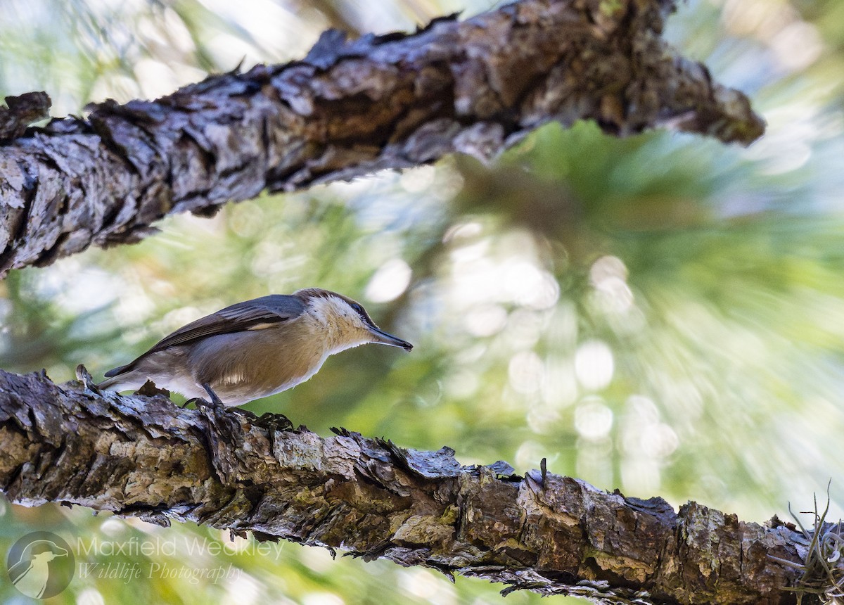 brhlík hnědohlavý - ML647386132