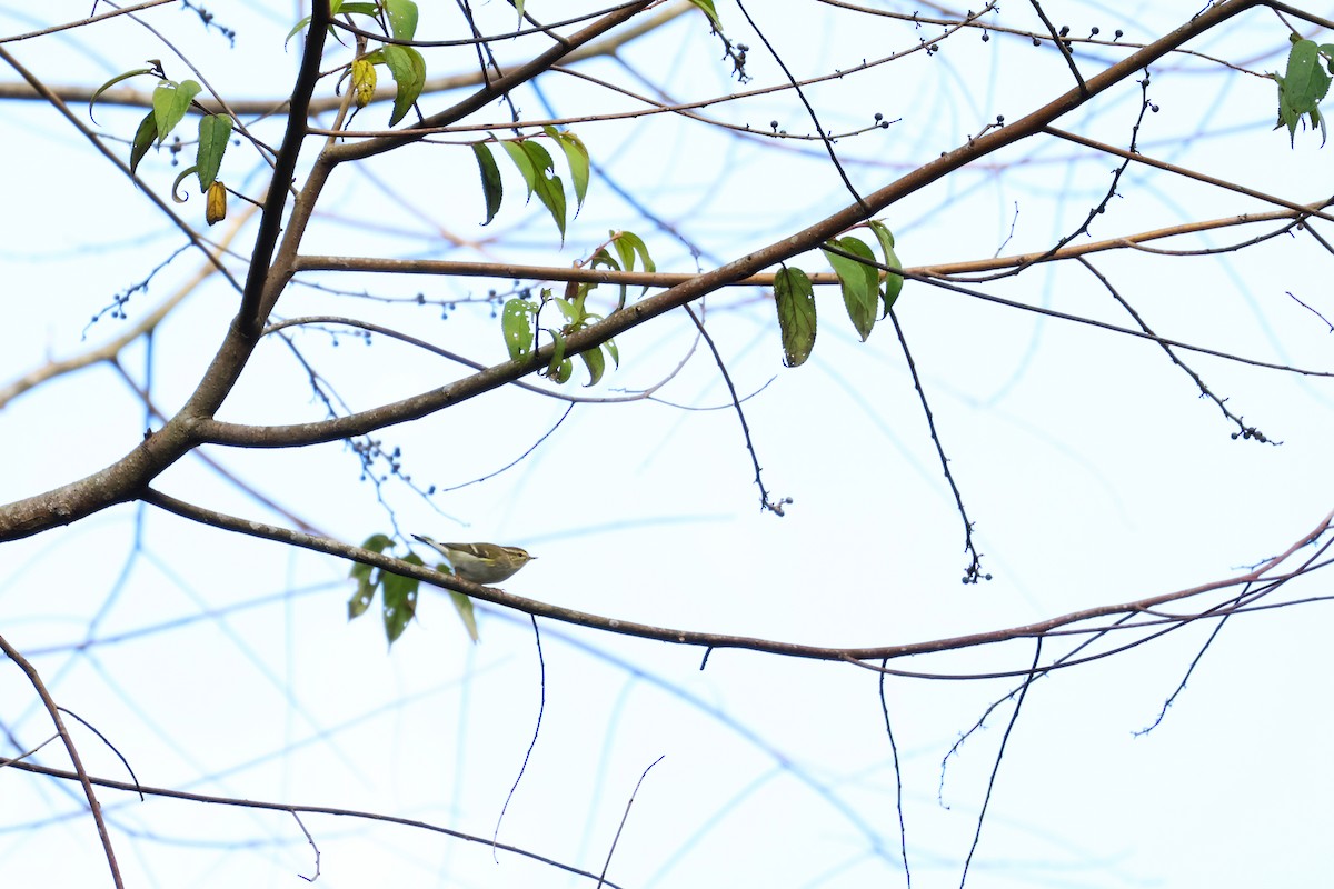 Yellow-browed Warbler - ML647386137