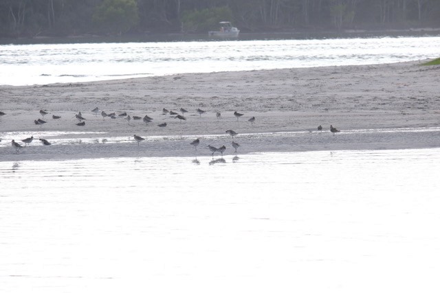 Bar-tailed Godwit - ML647386146