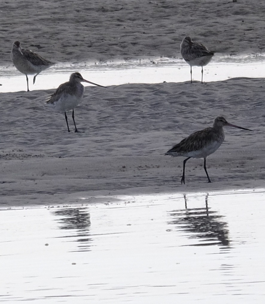 Bar-tailed Godwit - ML647386147