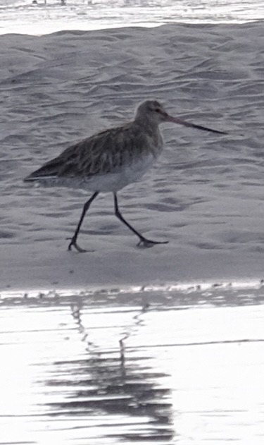 Bar-tailed Godwit - ML647386148