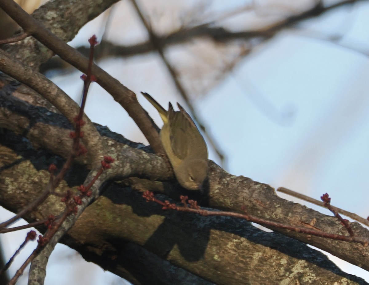Orange-crowned Warbler - ML647386151