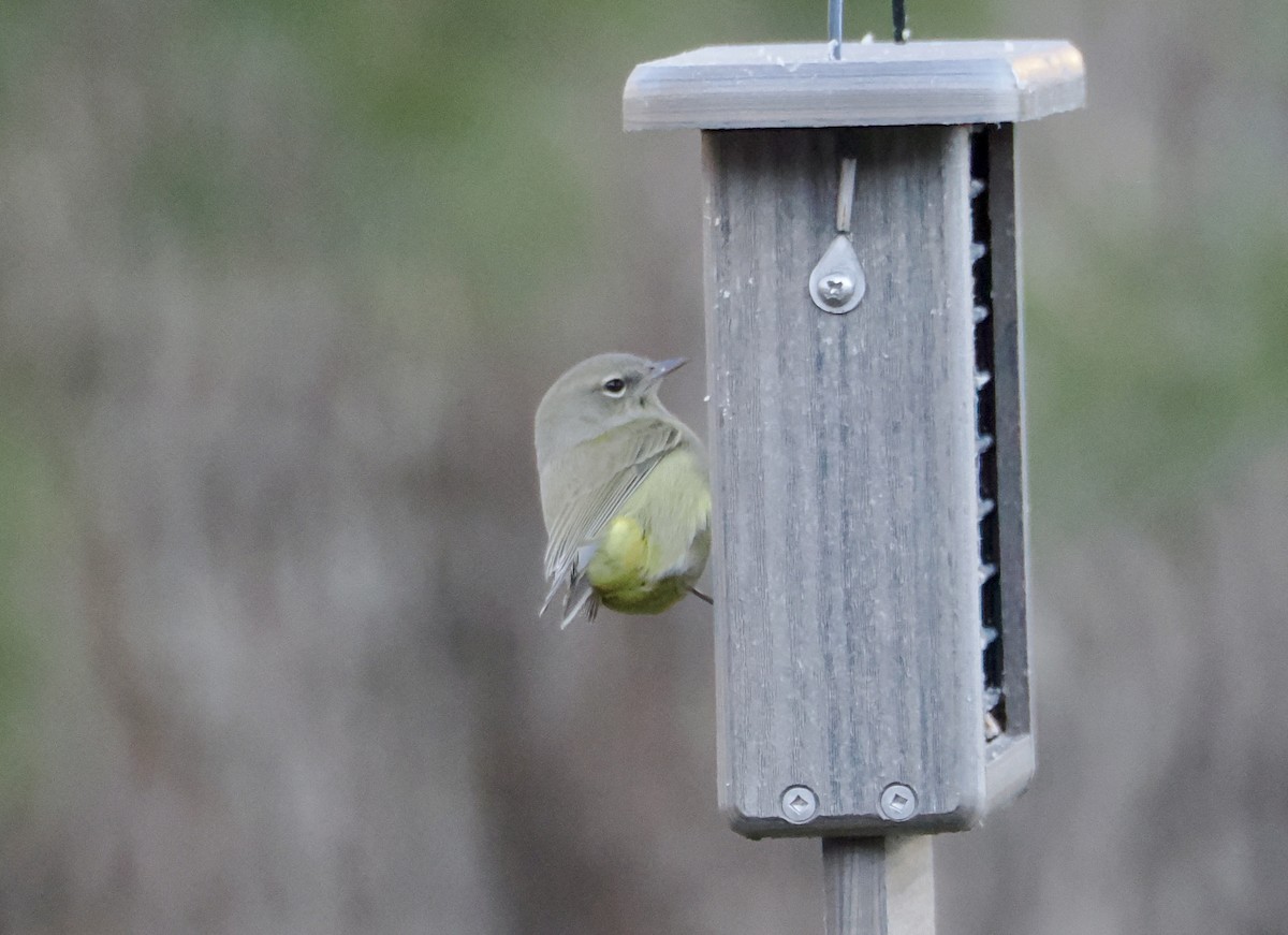 Orange-crowned Warbler - ML647386152