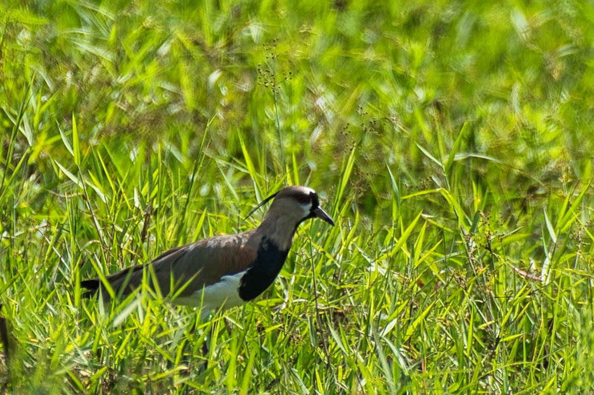 Southern Lapwing - ML647386153