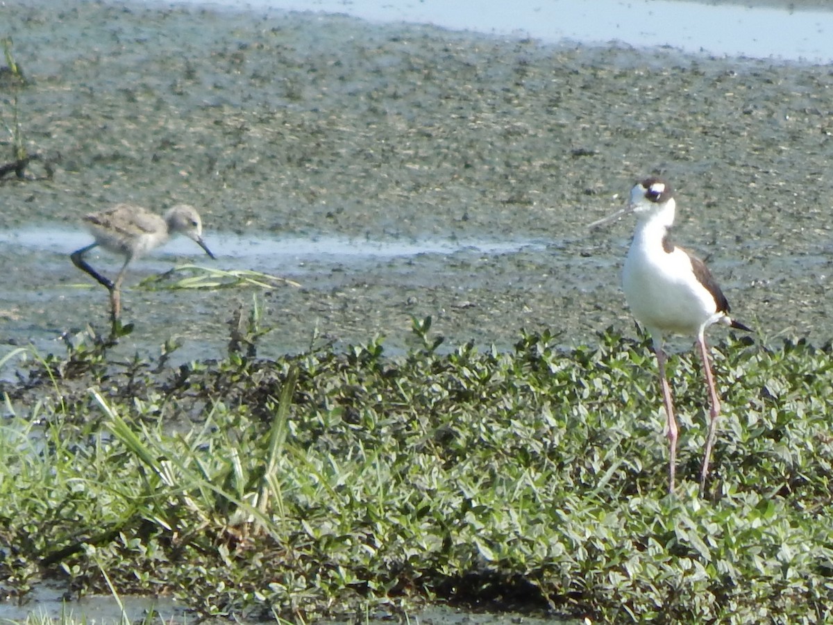 Black-necked Stilt - ML647386154