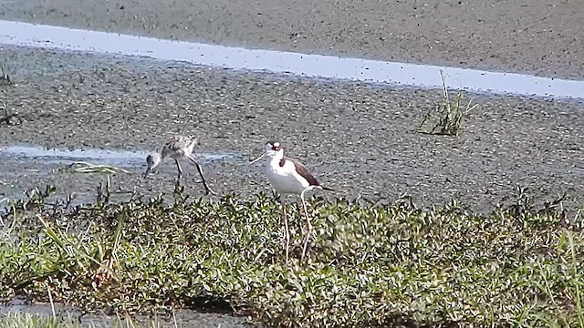 Black-necked Stilt - ML647386155