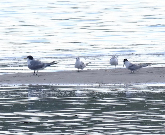 Great Crested Tern - ML647386156