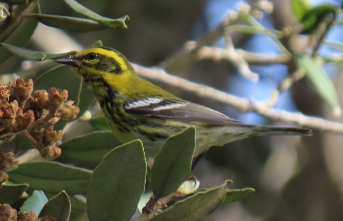 Townsend's Warbler - ML647386157