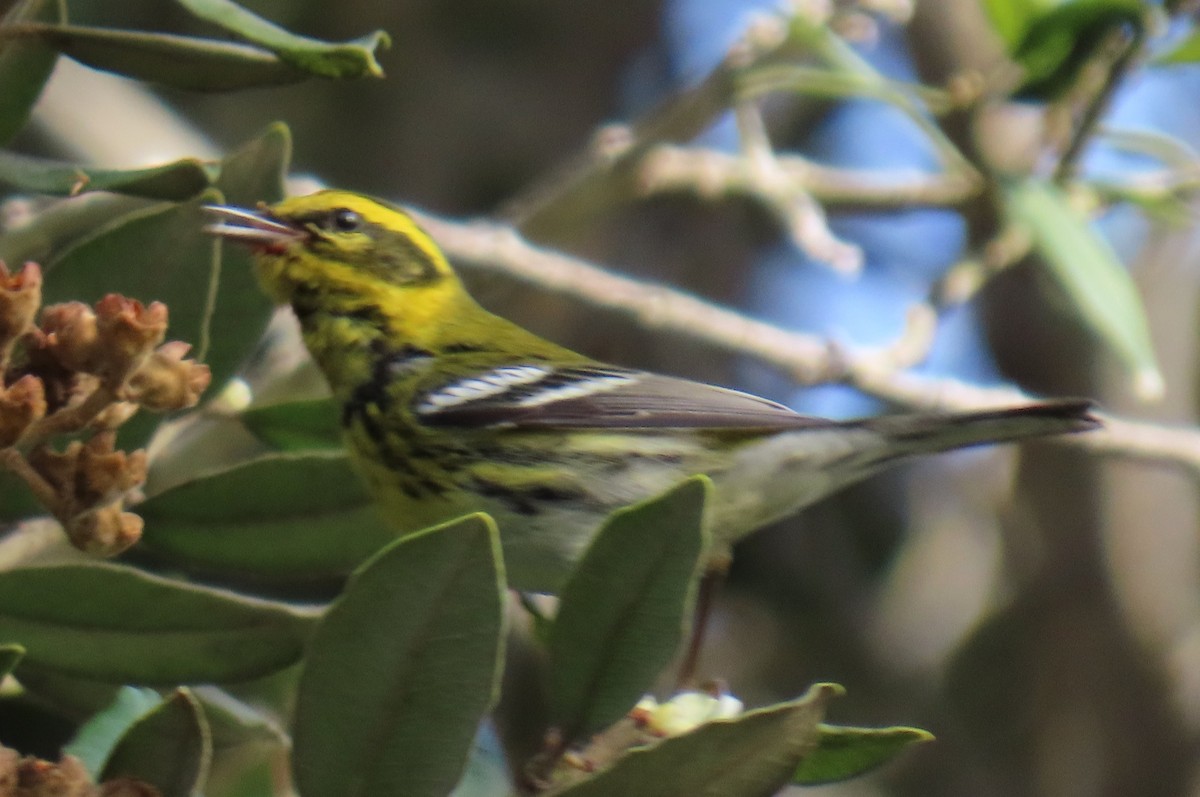 Townsend's Warbler - ML647386158
