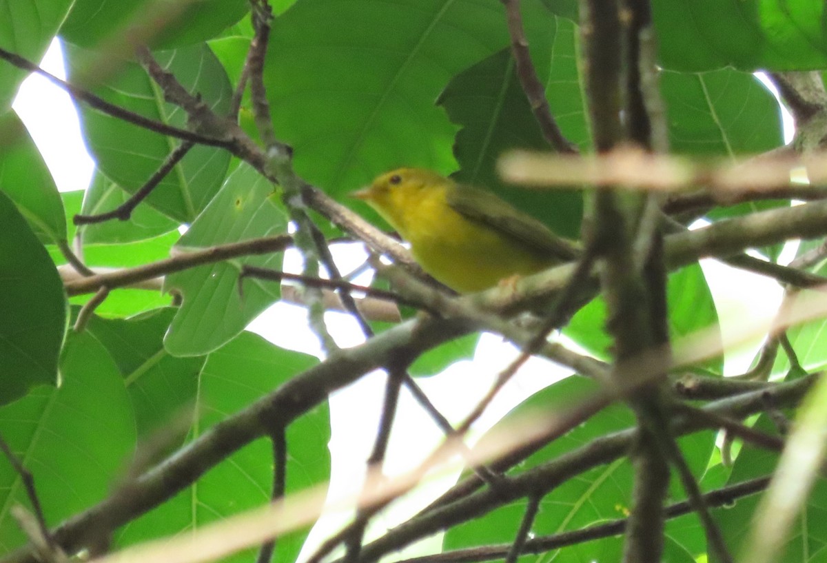 Wilson's Warbler - ML647386161
