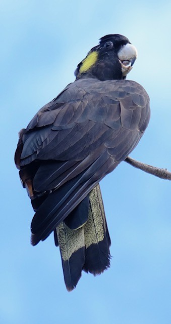 Yellow-tailed Black-Cockatoo - ML647386162
